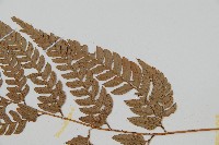 小葉複葉耳蕨藏品圖，第4張