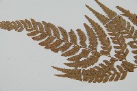 小葉複葉耳蕨藏品圖，第5張