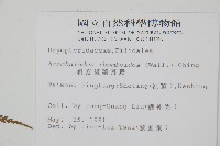 斜方複葉耳蕨藏品圖，第2張