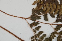 斜方複葉耳蕨藏品圖，第3張