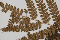 斜方複葉耳蕨藏品圖，第4張