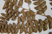 斜方複葉耳蕨藏品圖，第5張