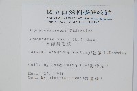 南海鱗毛蕨藏品圖，第2張