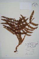 尖葉耳蕨藏品圖，第1張