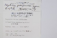 尖葉耳蕨藏品圖，第2張