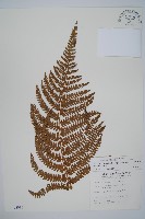 尖葉耳蕨藏品圖，第1張