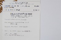 尖葉耳蕨藏品圖，第2張