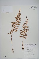 黑鱗耳蕨藏品圖，第1張