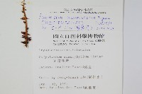 黑鱗耳蕨藏品圖，第2張