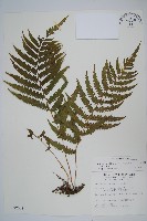 密毛毛蕨藏品圖，第1張