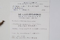 密毛毛蕨藏品圖，第2張