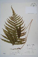 密毛毛蕨藏品圖，第1張