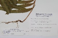 密毛毛蕨藏品圖，第2張