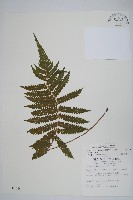 梳毛蕨藏品圖，第1張