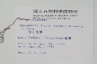 野小毛蕨藏品圖，第2張