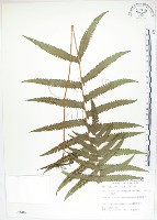 毛蕨藏品圖，第1張