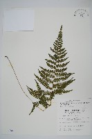 柔葉金星蕨藏品圖，第1張