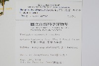 柔葉金星蕨藏品圖，第2張