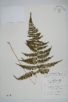 柔葉金星蕨藏品圖，第1張