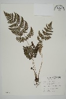 早田氏鱗毛蕨藏品圖，第1張