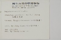 早田氏鱗毛蕨藏品圖，第2張