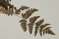 早田氏鱗毛蕨藏品圖，第3張