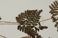 早田氏鱗毛蕨藏品圖，第4張