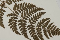 早田氏鱗毛蕨藏品圖，第5張