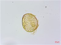 烏毛蕨藏品圖，第3張