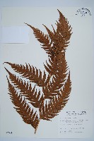 生芽狗脊蕨、頂芽狗脊蕨藏品圖，第1張