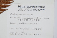 生芽狗脊蕨、頂芽狗脊蕨藏品圖，第2張