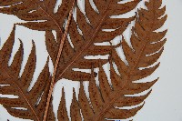 生芽狗脊蕨、頂芽狗脊蕨藏品圖，第3張