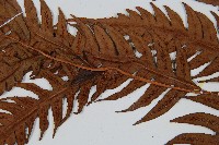 生芽狗脊蕨、頂芽狗脊蕨藏品圖，第5張