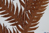 生芽狗脊蕨、頂芽狗脊蕨藏品圖，第3張