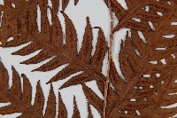 生芽狗脊蕨、頂芽狗脊蕨藏品圖，第4張