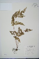 海島陵齒蕨藏品圖，第1張