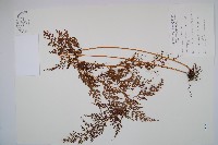 烏蕨藏品圖，第1張