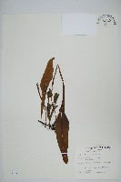 萊氏線蕨藏品圖，第1張