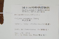 萊氏線蕨藏品圖，第2張