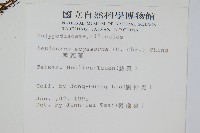 鱗瓦葦、長柄瓦葦藏品圖，第2張