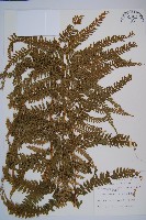 粗毛鱗蓋蕨藏品圖，第1張