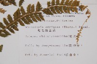 粗毛鱗蓋蕨藏品圖，第2張