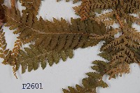 粗毛鱗蓋蕨藏品圖，第3張