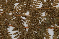 粗毛鱗蓋蕨藏品圖，第4張