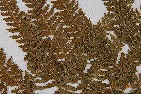 粗毛鱗蓋蕨藏品圖，第5張