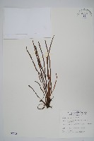 姬書帶蕨藏品圖，第1張