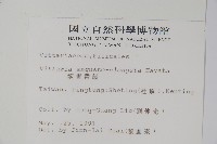 姬書帶蕨藏品圖，第2張