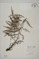 粉葉蕨藏品圖，第1張