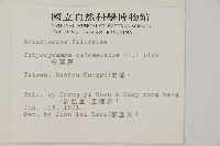 粉葉蕨藏品圖，第2張