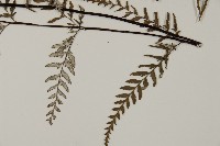 粉葉蕨藏品圖，第3張